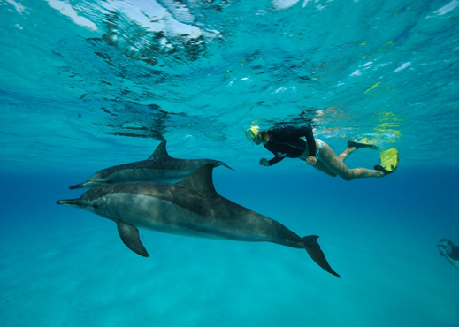 Swim with Dolphins in the Tamarin bay